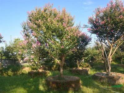 供應紫薇、紫微門、紫薇花瓶——江西井岡園林實業的精致園藝產品